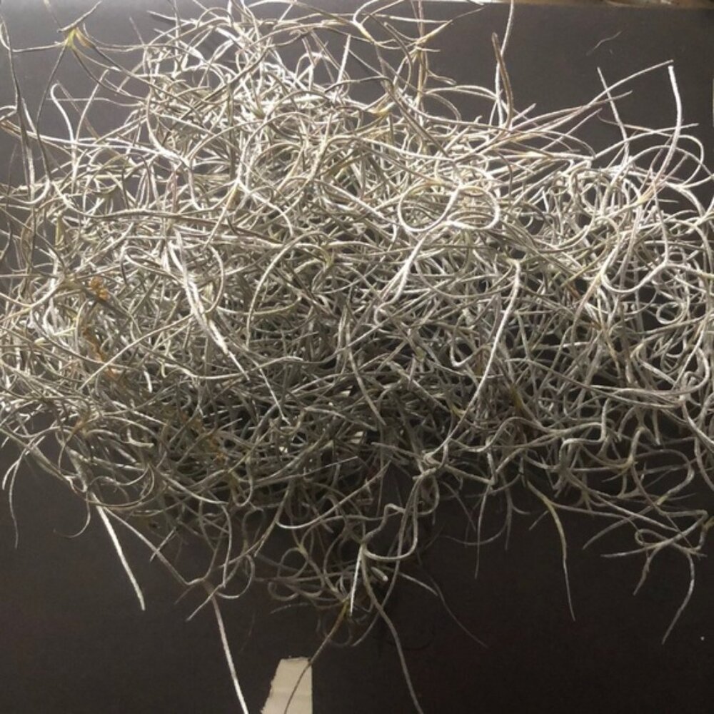 Alabama Spanish Moss